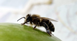 Нелегалният внос на пчели-майки замърсява генофонда