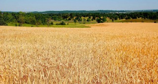 ЕС с много слаб износ на пшеница