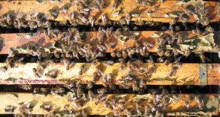 Младите хора нямат интерес към пчеларството