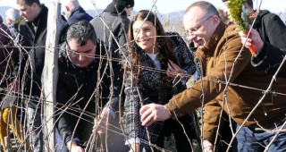 Министър Порожанов: Лозовите масиви в България се увеличават всяка година