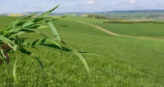 Около 30-35% от площите със зърнено-житни култури у нас са заети с българска селекция