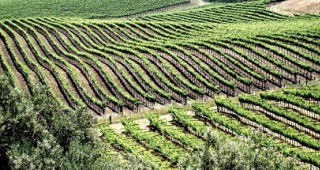 137 лозаро-винарски стопанства кандидатстват за увеличаване на конкурентоспособността