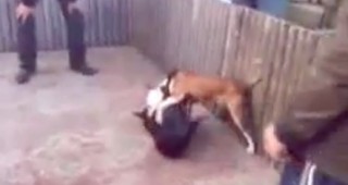 Българин ръководи мрежа за кучешки боеве
