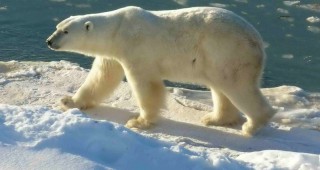 ЕП наложи забрана за улова на риба тон и на полярни мечки