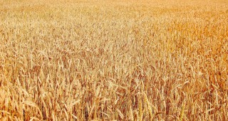 Продължава тенденцията на покачване на изкупната цена на пшеницата