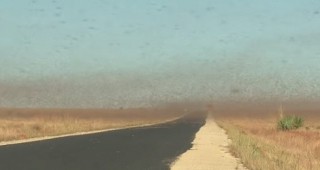 Скакалци нападат посевите на Арабския полуостров