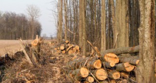 Задържани са рога от благороден елен, диво прасе и над 50 кубика дървесина на територията на РДГ – Велико Търново