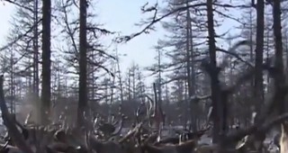 1000 северни елени убити в Русия