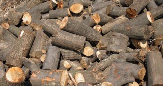 75 кубика дърва за огрев и ловен трофей, без документи са задържали служителите на РДГ - София