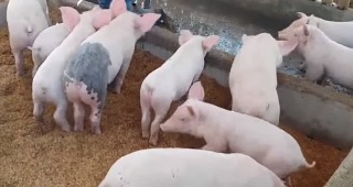 Чехия е свободна от африканска чума по свинете