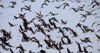 Осигурен е безопасен прелетен коридор на два вида световно застрашени гъски