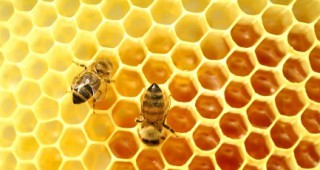 Проблемът с неяснотите около Наредба 13 за опазване на пчелните семейства все още стои нерешен