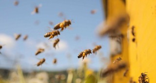 Семинар на тема: Болести по пчелите ще се проведе в Ловеч
