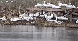 Първите пеликанчета се излюпиха в резервата Сребърна