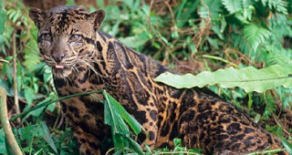 Уникални кадри на рядък леопард заснеха учени