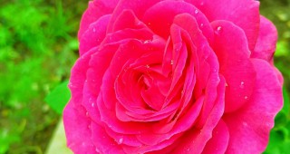 Акценти в отглеждането и преработката на маслодайна роза