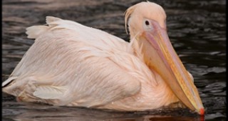 РИОСВ – Шумен изпрати за лечение птица от защитения вид Розов пеликан