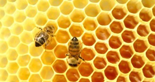Болести по пчелите и пчелното пило и тяхната профилактика и лечение