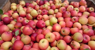 Русия въвежда сезонни квоти за внос на плодове