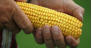 Страната ни няма да гласува за внос на 3 вида ГМО-царевица