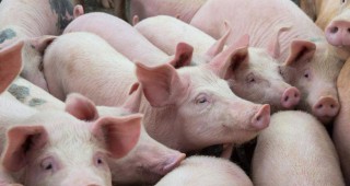 Свинското е с най-голям дял при износа на месо от ЕС
