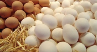 Спокоен пазар на яйца в страната