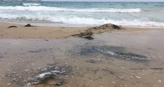 Замърсяване с мазут на плажната ивица в Шкорпиловци