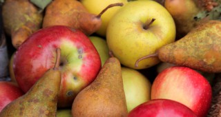 Свърхпредлагане на ябълки и круши в ЕС
