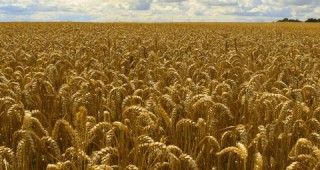 Родни сортове пшеница издържат на студ, суша и болести