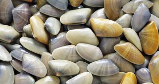 ИАРА установи забранени уреди за добив на бяла пясъчна мида в акваторията на плаж Иракли