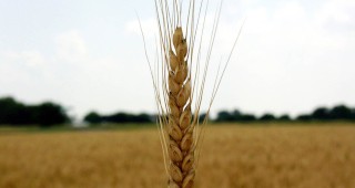Нови сортове пшеница на Добруджанския земеделски институт