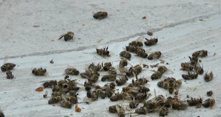 Висока смъртност на пчелни семейства в община Балчик