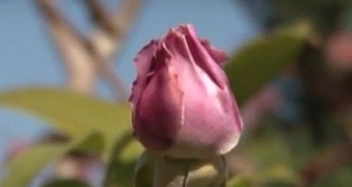 Акценти в отглеждането на маслодайна роза