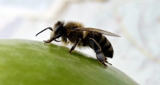 Всички пчелари, кандидатствали за кошери и отводки, ще получат финансиране по Пчеларската програма