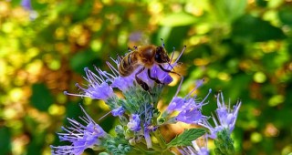 За висока смъртност при пчелите алармират стопани