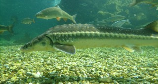WWF и партньори пуснаха хиляда есетрови риби по Дунав