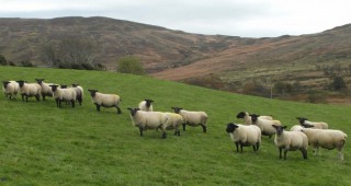 Повишаване на млечната продуктивност при овцете ще бъде тема на семинар