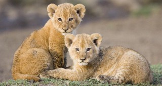 РИОСВ Хасково извърши проверка за новородени лъвчета в зоопарк Кенана