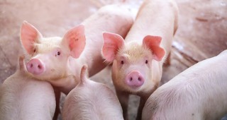 Kласическа чума по свинете в Япония