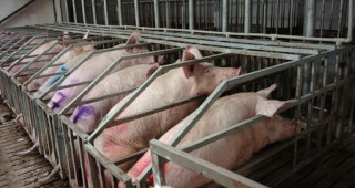 Близо 70% от всички антибиотици, произведени в САЩ, се използват в животновъдството