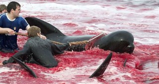 Ще продължат ли убийствата на делфини