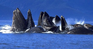Премиерът на Австралия Кевин Ръд поиска от Япония да прекрати улова на китове