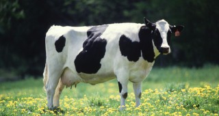 Сформира се кризисен щаб за млечното животновъдство