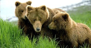 Икономическата криза е в полза на кафявите мечки