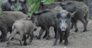Близо 1400 диви прасета са отстреляли ловците от Троян