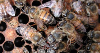 Пчелите в Смолянско измират