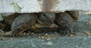 Защитават костенурките чрез нов за България метод