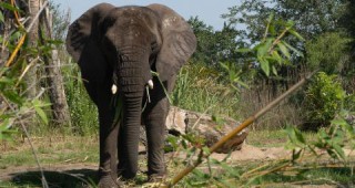 Анголско село е разрушено от слонове
