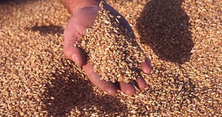Ревизии на 50 производители и търговци със зърно започват от НАП