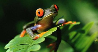 Могат ли мъжките жаби да се превърнат в женски